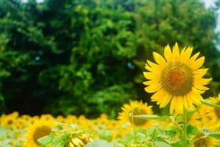 座間市ヒマワリ畑